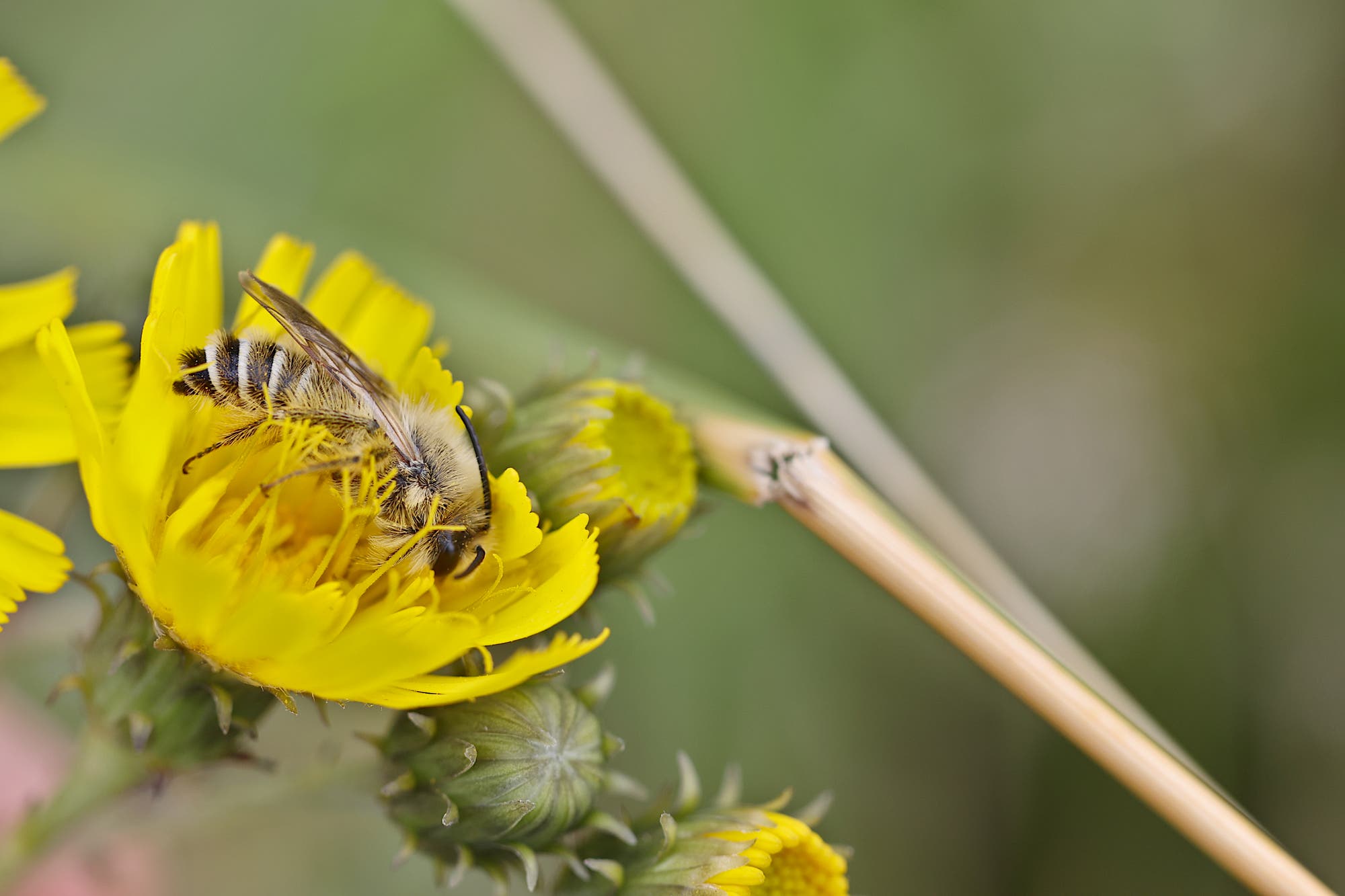 Ein Männchen der Dunkelfransigen Hosenbiene sitzt auf einer gelben Blüte. Die Biene ist von der Seite zu sehen, hat einen hellbraunen Vorder- und einen dunkelbraun-weiß gestreiften Hinterkörper.