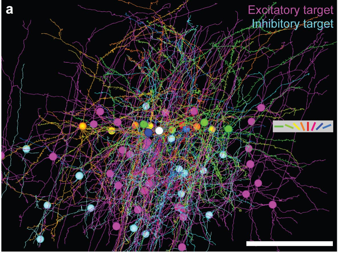 Analyse von Neuronen im visuellen Areal