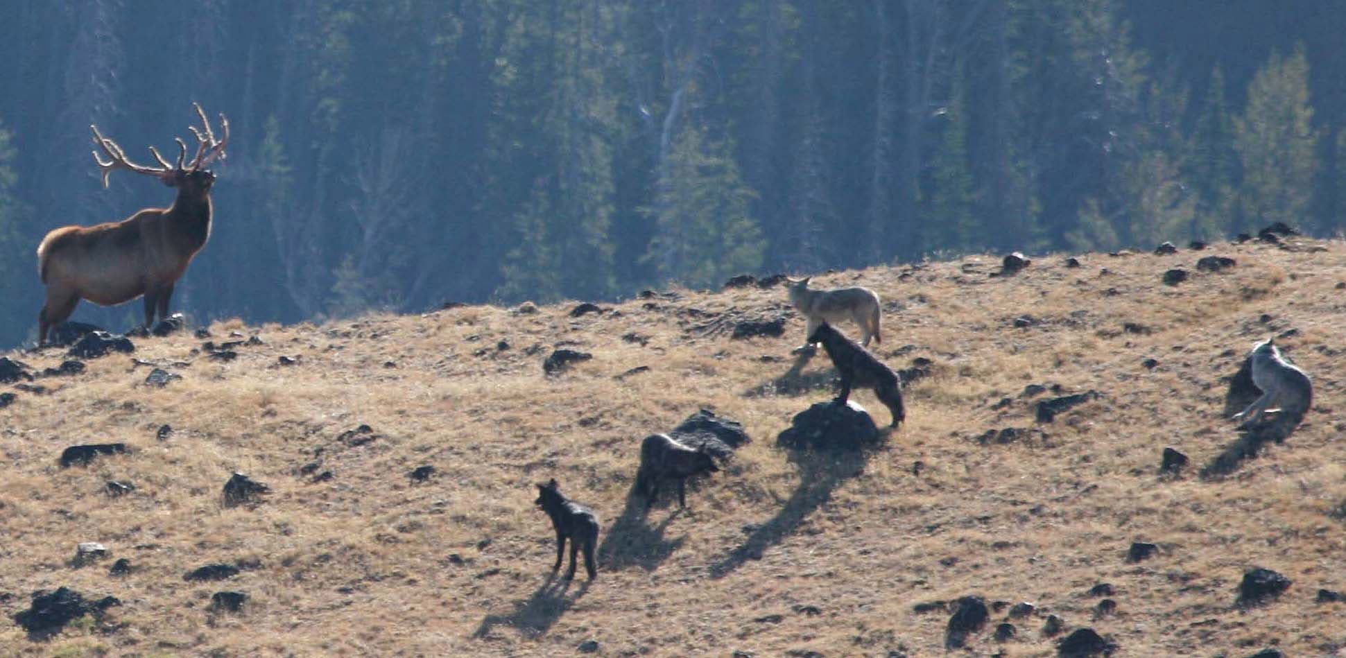 Hirsch gegen Wolf