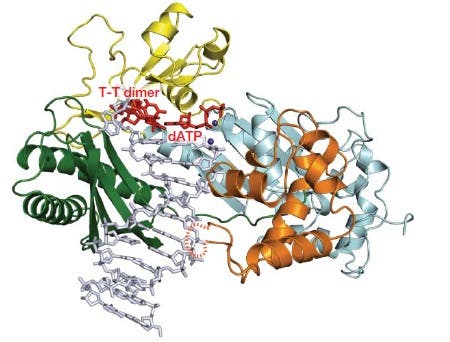Die Eta-Polymerase in Aktion