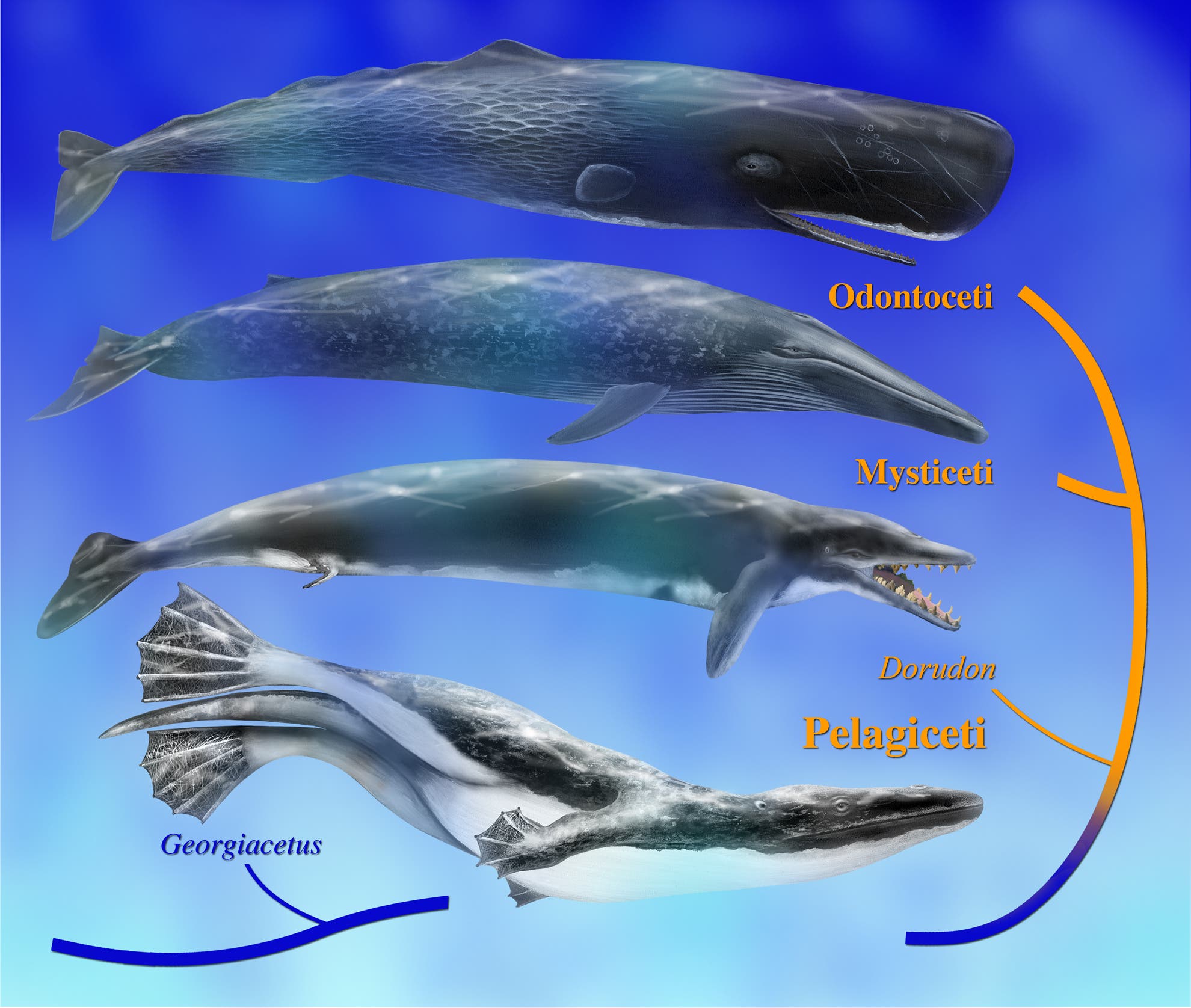 Evolution der Wale