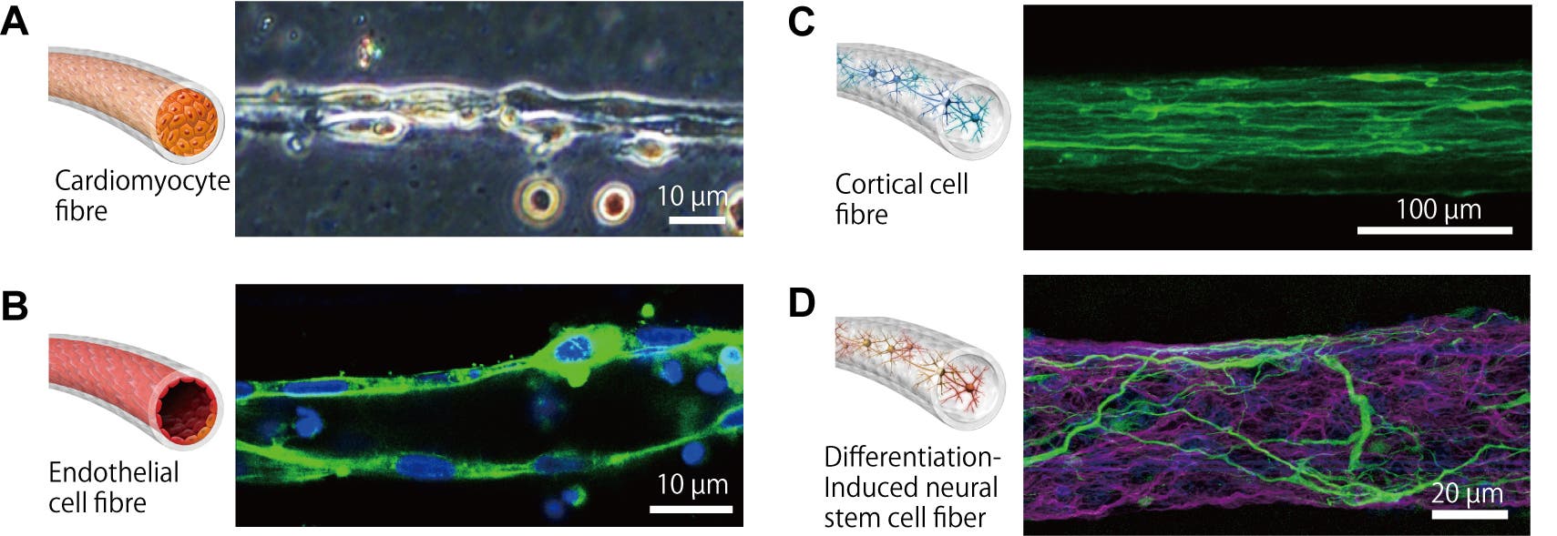 Mikrofasern mit unterschiedlichen Zelltypen