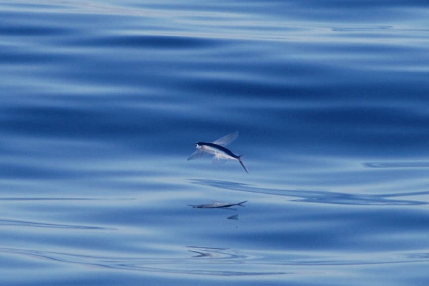 Fliegender Fisch im Bermuda-Dreieck
