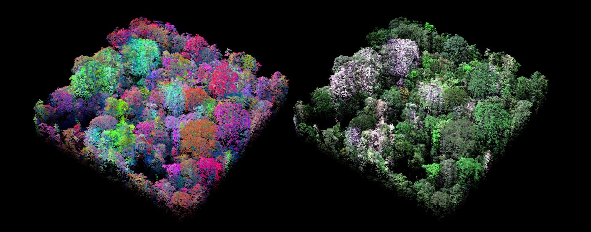 Zwei quadratische dreidimensionale Abbildungen des gleichen Stücks Wald nebeneinander. Die rechte ist überwiegend grün, die linke zeigt eine größere Farbenvielfalt mit verschiedenen Rot-, Grün-, Blau- und Violetttönen.