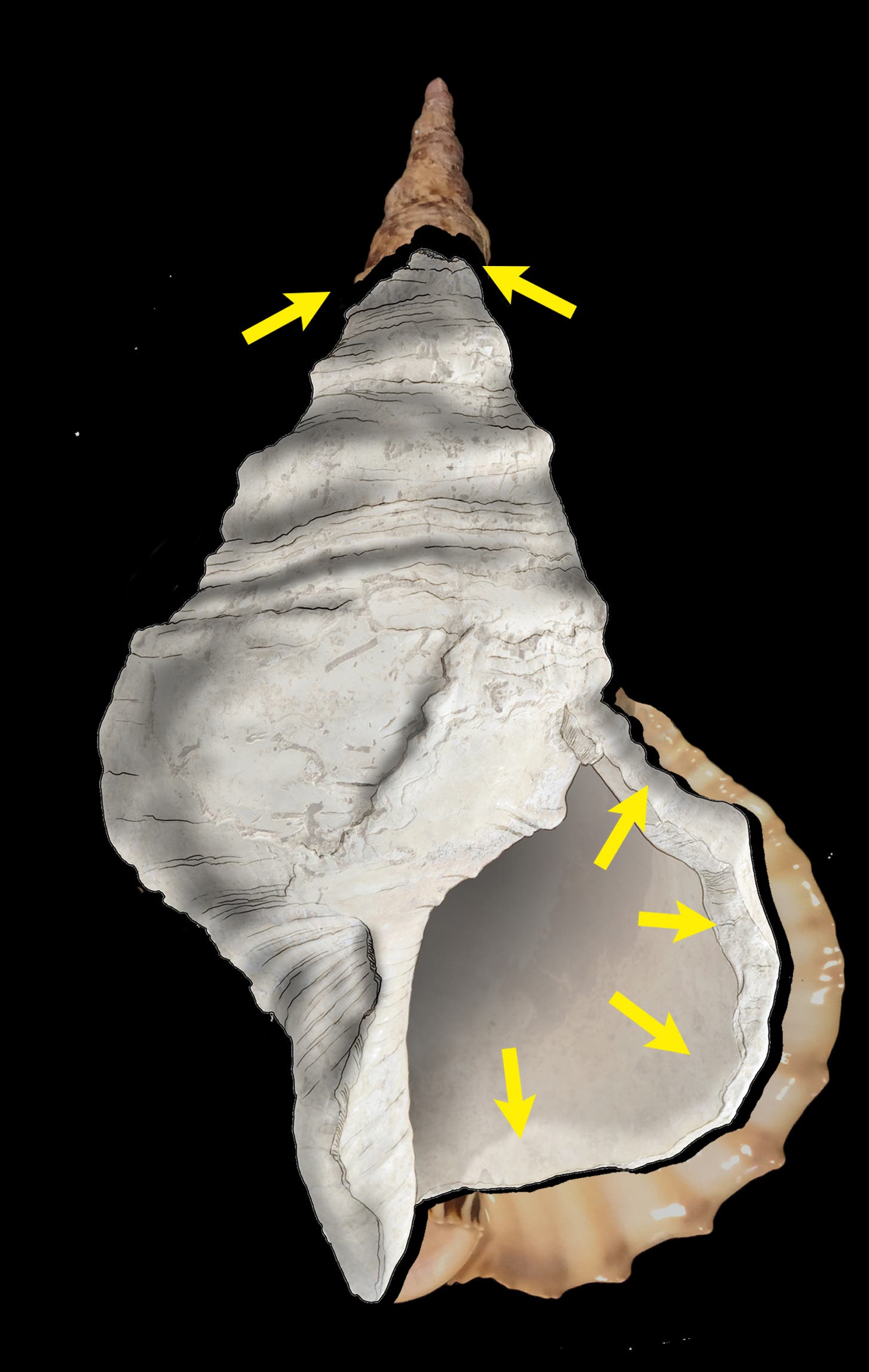 Die Schale zeigt Spuren wichtiger Modifikationen menschlichen Ursprungs: Erstens die Beseitigung des Labrums durch eine Reihe von Schlägen und zweitens die Öffnung des Apex durch Zerstörung der ersten sechs Spires.
