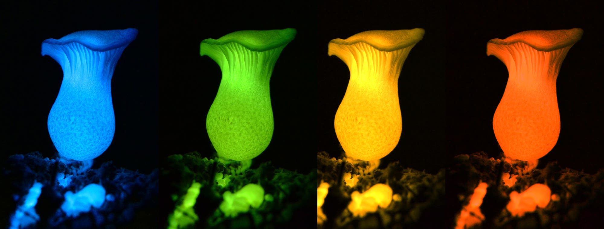 Vier Pilze, die in blau, grün, gelb und rot leuchten. Echt ist nur die grüne Farbe, der Rest ist Bildbearbeitung. Das Forscherteam hofft allerdings, den Effekt irgendwann auch mit molekularbiologischen Methoden zu erzielen.