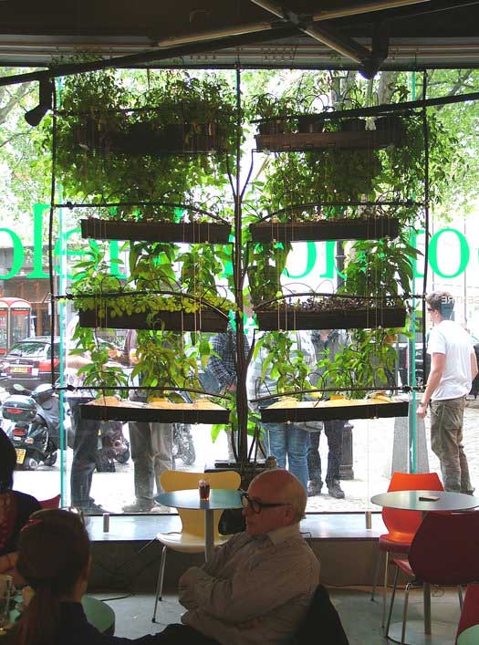 Café mit vertikaler Gemüse-Installation