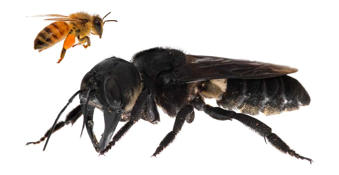 Riesenbiene im Vergleich mit Honigbiene