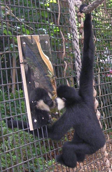 Gibbon im Spiegel