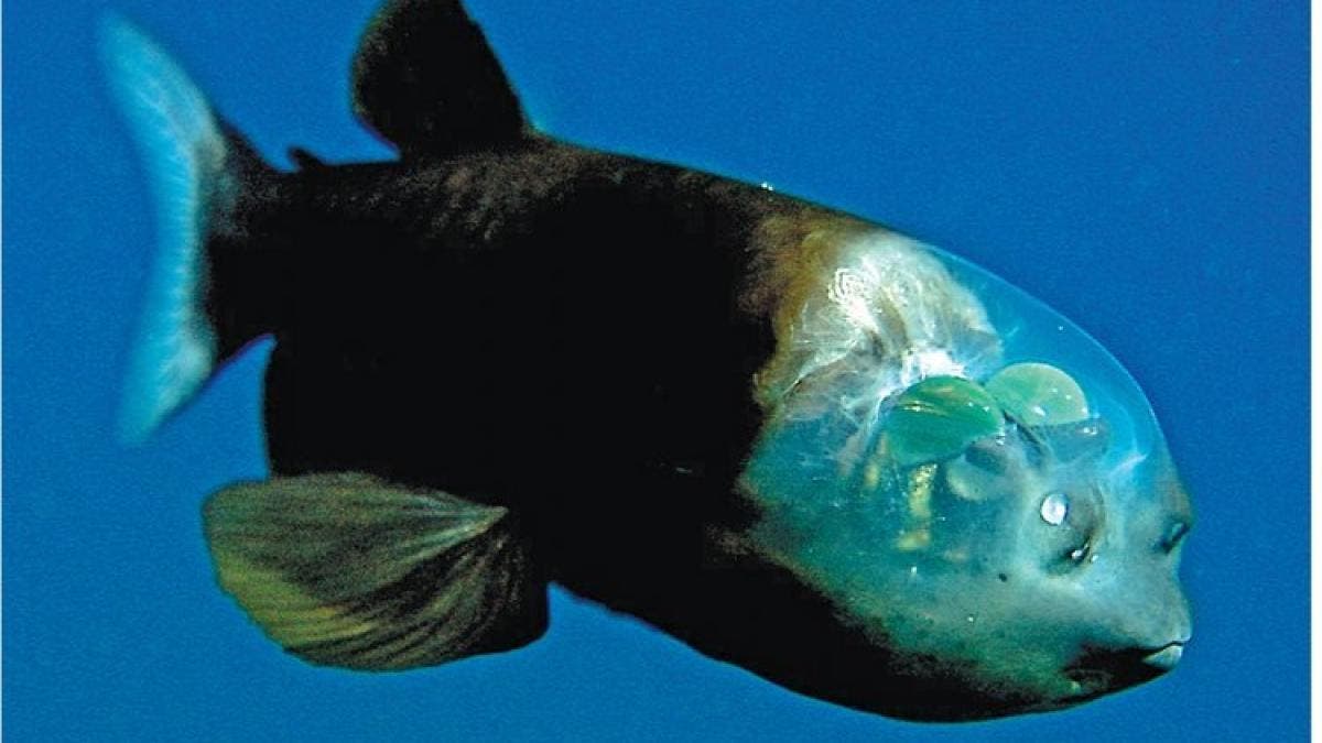 Glaskopffisch – rotierende Augen in transparentem Kopf