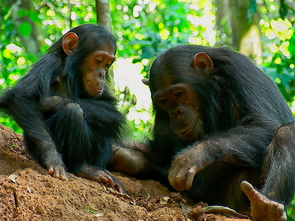 Schimpansen in Gombe