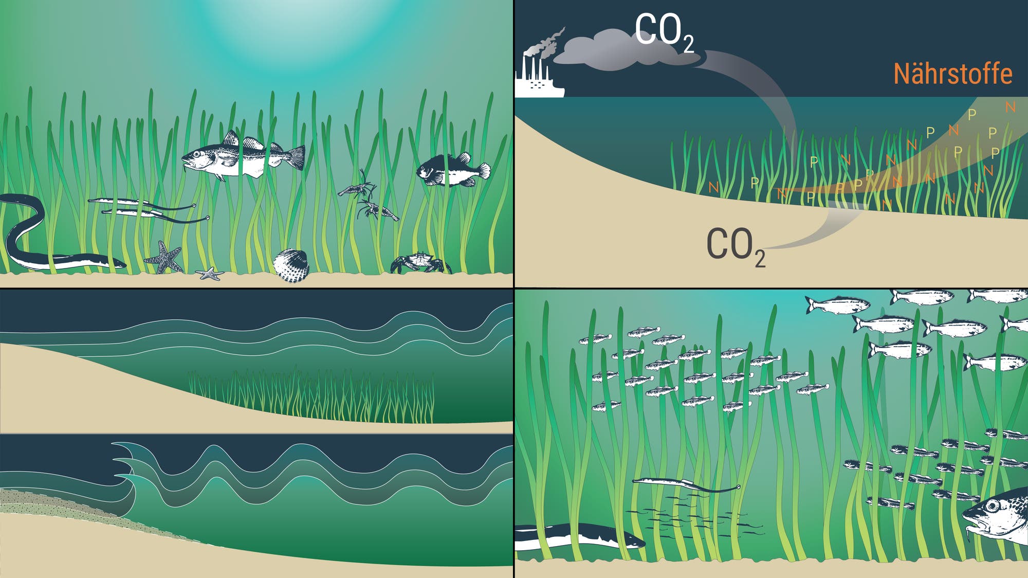 Eine vierteilige Skizze zeigt ein Unterwasserökosystem mit Seegras und verschiedenen Meereslebewesen wie Fischen, Seesternen und Muscheln. Die obere rechte Abbildung illustriert die Auswirkungen von CO2-Emissionen und Nährstoffeinträgen auf das Ökosystem, dargestellt durch Pfeile und chemische Symbole. Die unteren Abbildungen zeigen unterschiedliche Wellenbewegungen und deren Dämpfung durch Seegras. Die Skizze thematisiert die Wechselwirkungen zwischen menschlichen Aktivitäten, chemischen Prozessen und mariner Biodiversität.