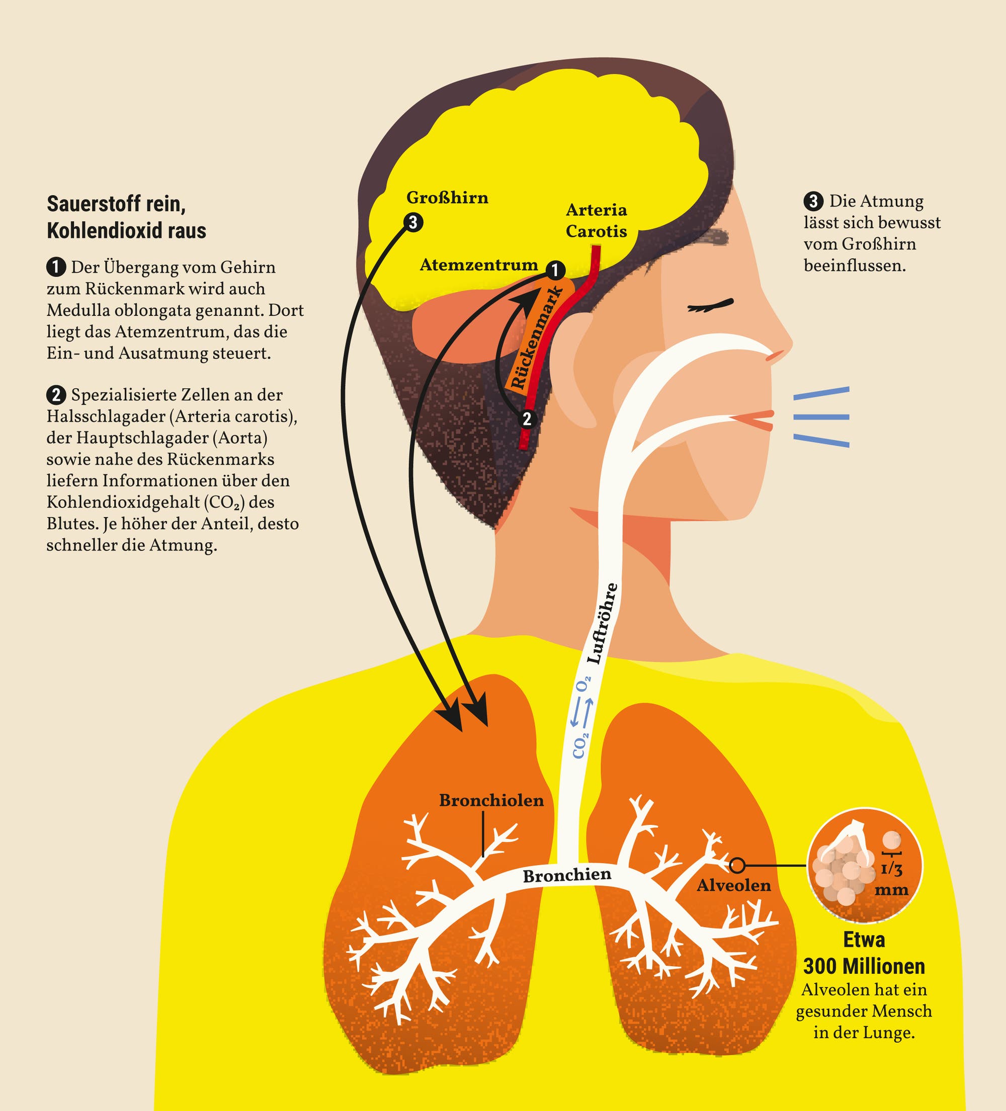 Über Nase, Rachen und Luftröhre (Trachea) gelangt Sauerstoff (O₂) in zwei Lungenflügel.