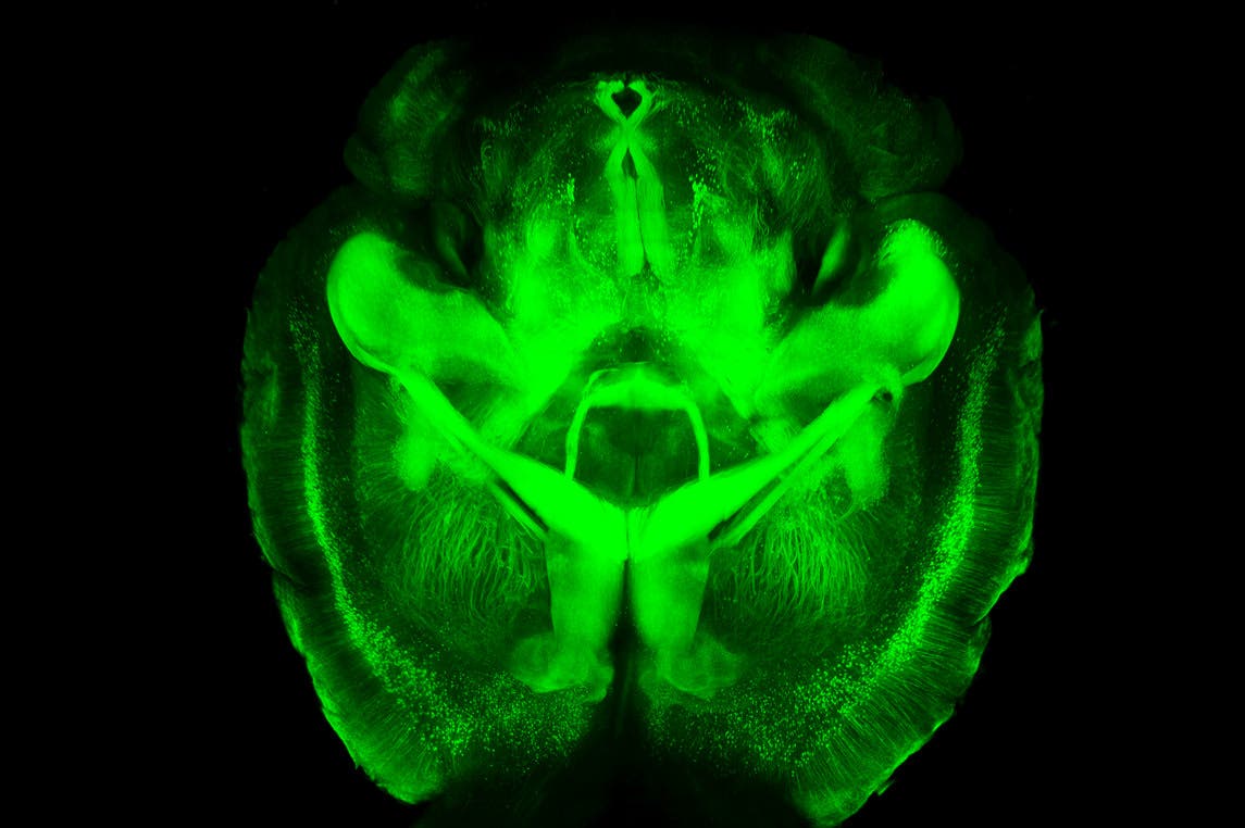 Mäusehirn in Grün 