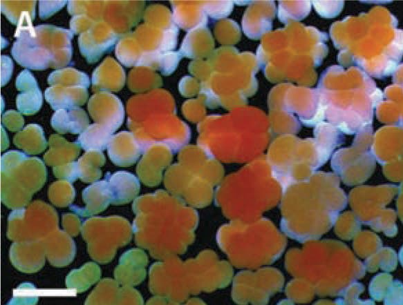 Korallen Embryo