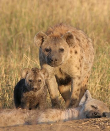 Hyänen-Weibchen wissen, was sie wollen
