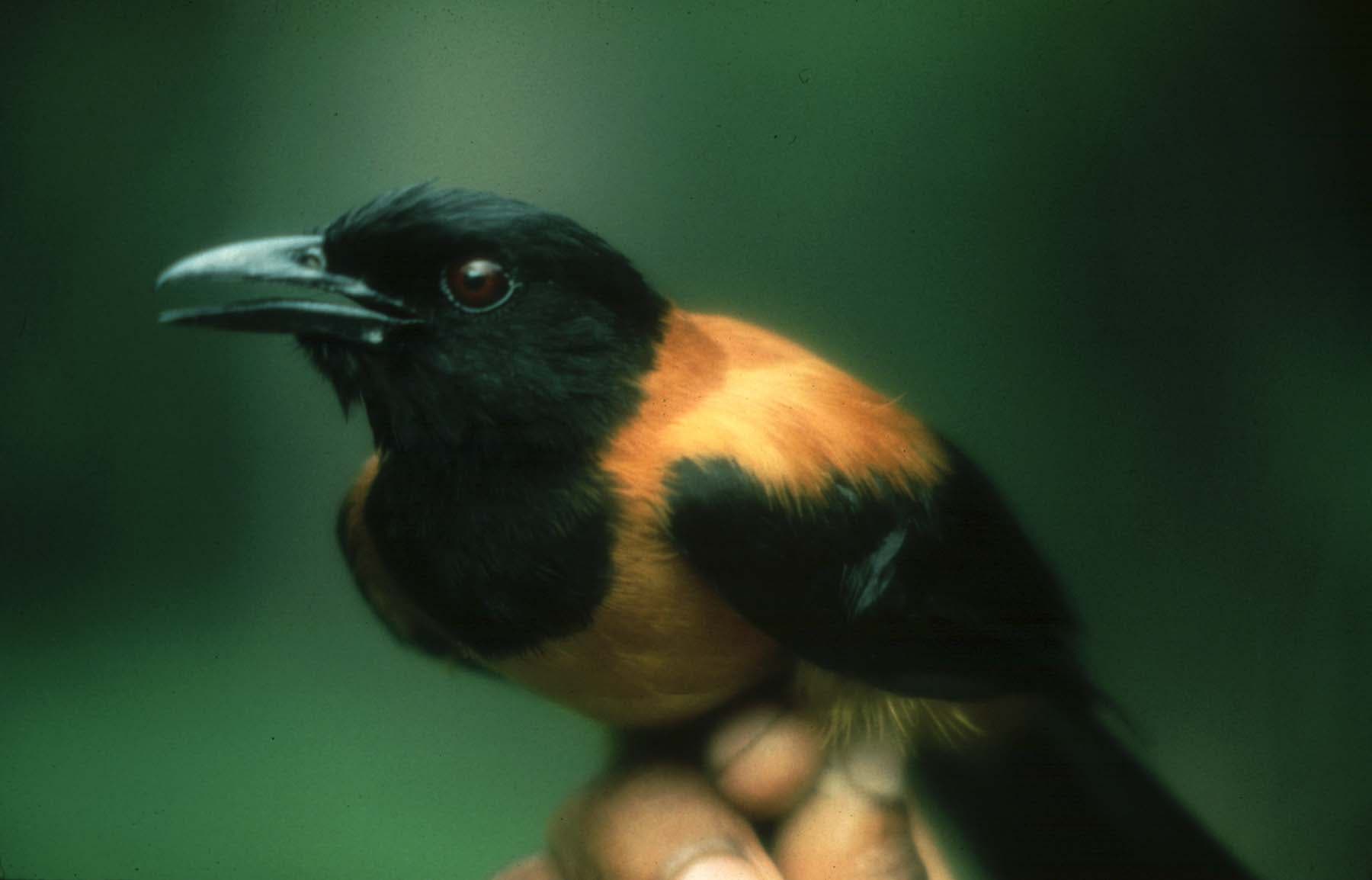 Extrem giftiger Vogel: Ein Pitohui