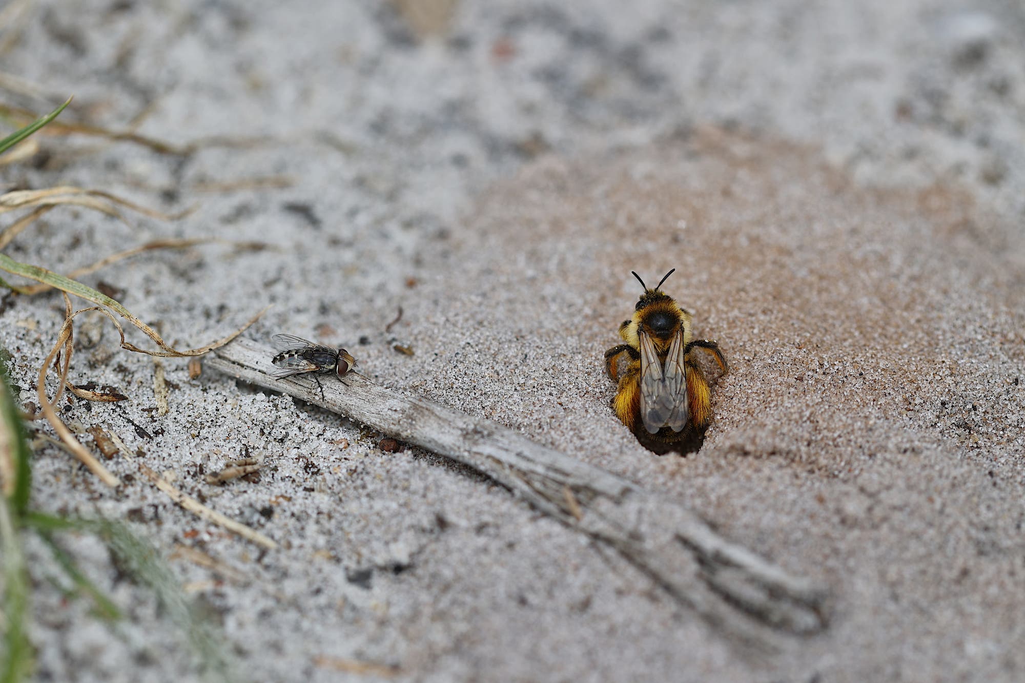 Eine kleine, dunkle parasitäre Fleischfliege sitzt in der linken Bildhälfte auf einem vertrockneten Zweig am Boden und wartet darauf, dass eine Hosenbiene rechts im Bild ihr Nest im sandigen Boden verlässt.