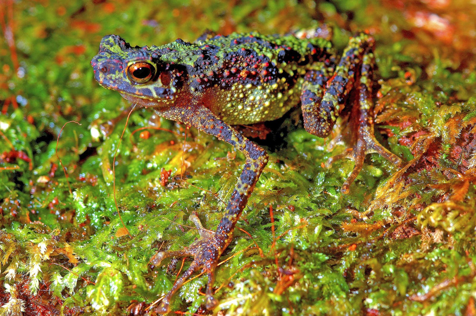 Borneo-Regenbogenkröte – vermisst über Jahrzehnte