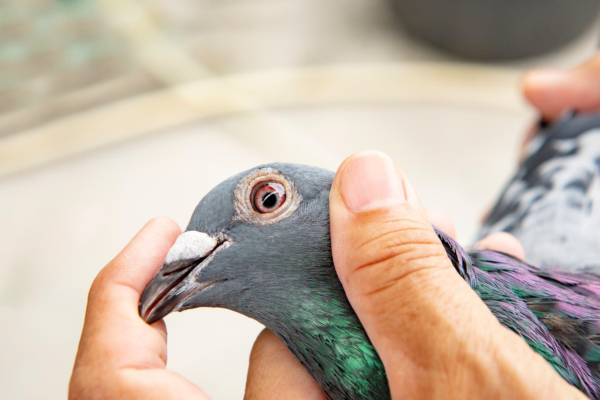 Tauben – Briefträger mit dem »bösen Blick«