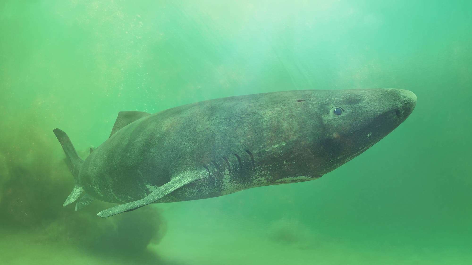Grönlandhaie – sie fressen auch Eisbären