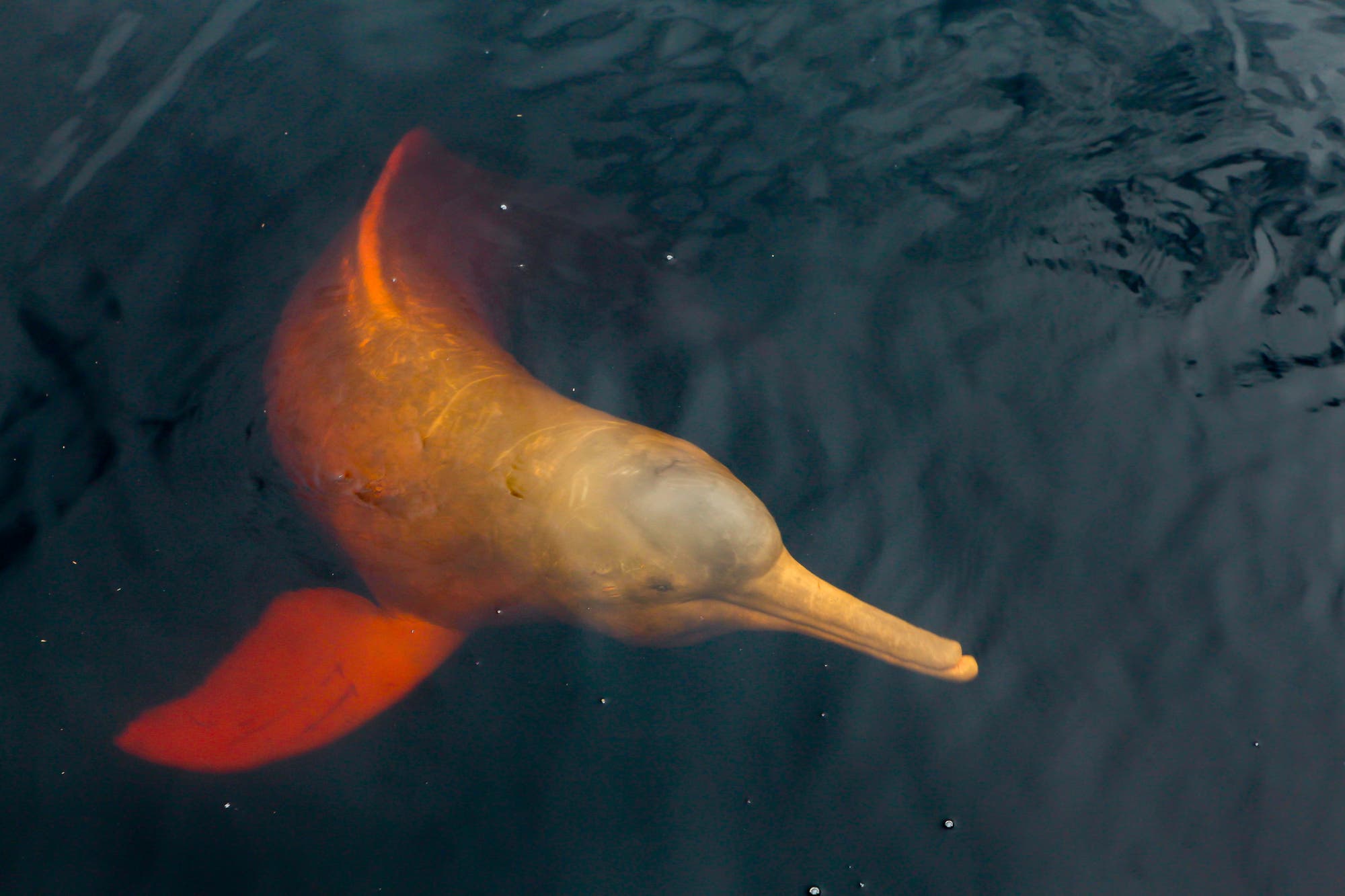 Der rosa Flussdelfin ist bedroht