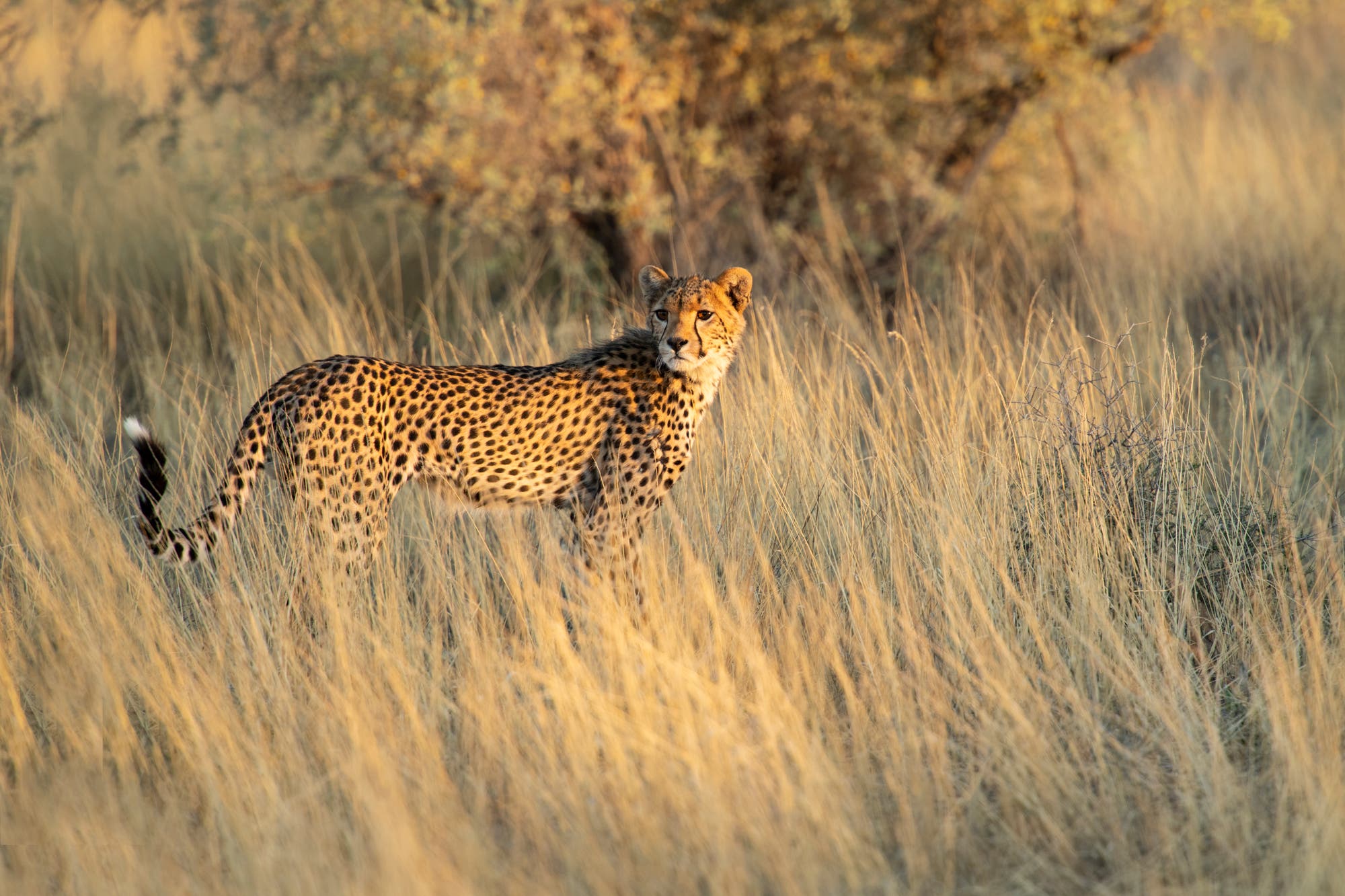 Junger Gepard auf der Jagd in der Kalahari