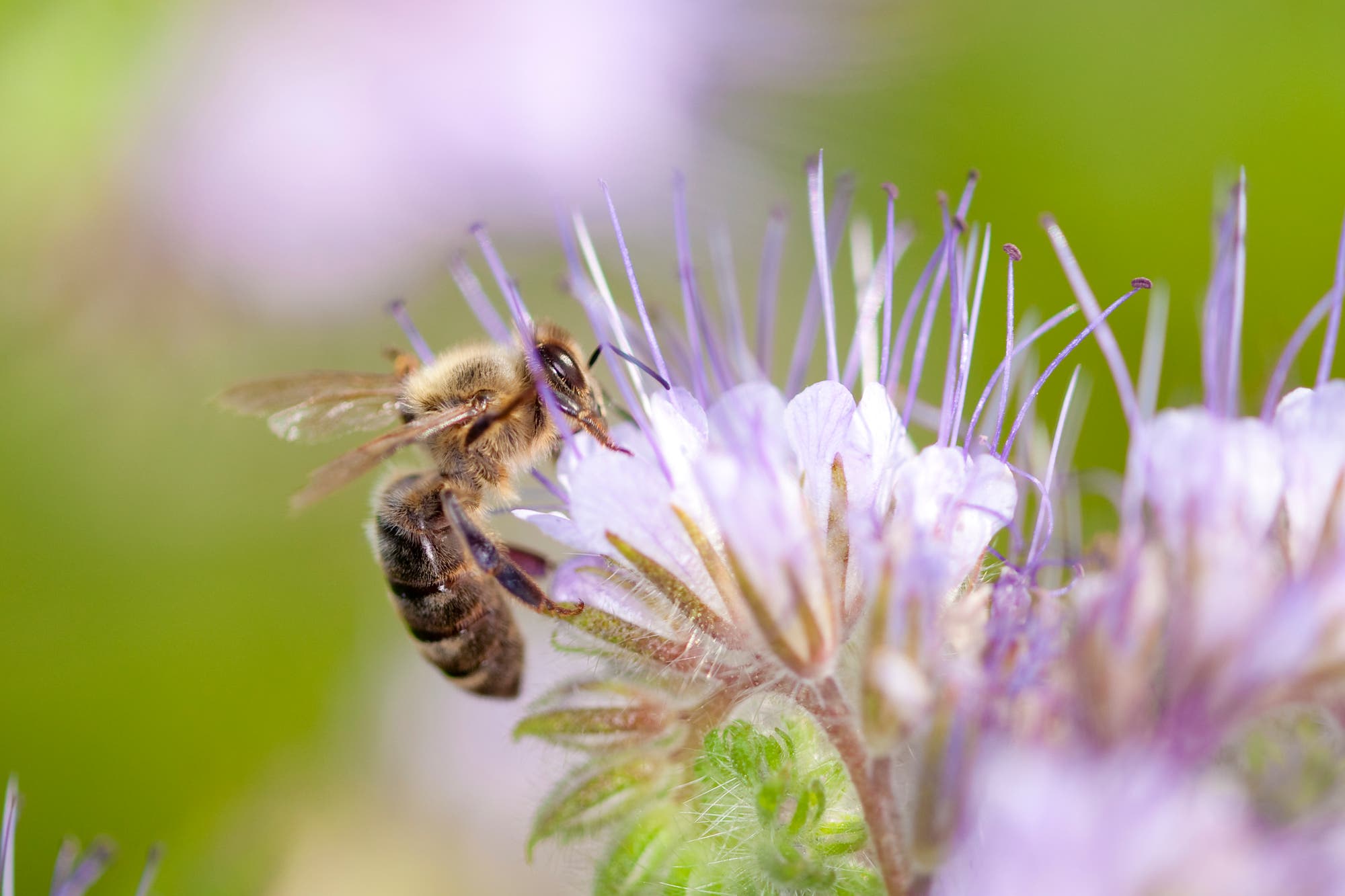 Honigbiene an Büschelschönblüte