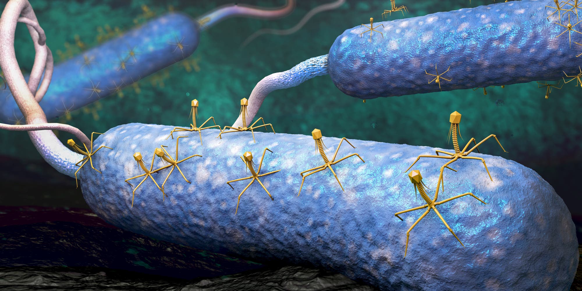 Phagen attackieren Bakterienzellen