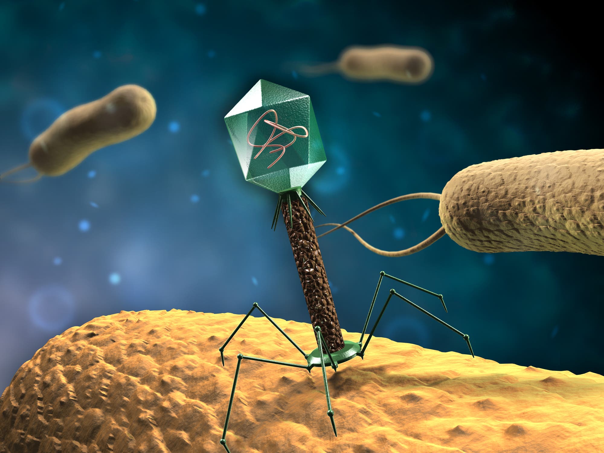 Die ersten Genome, die man entschlüsselte, gehören Bakteriophagen