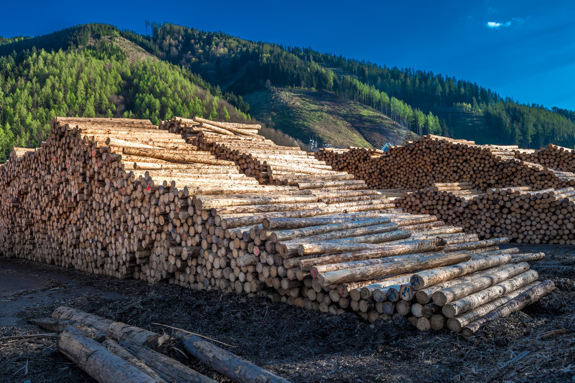 Stark gestiegener Holzbedarf