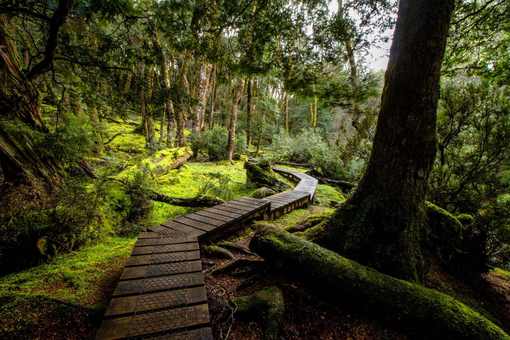 Ein Pfad aus Holzplanken schlängelt sich über einen von leuchtend grünem Moos bedeckten Waldboden.