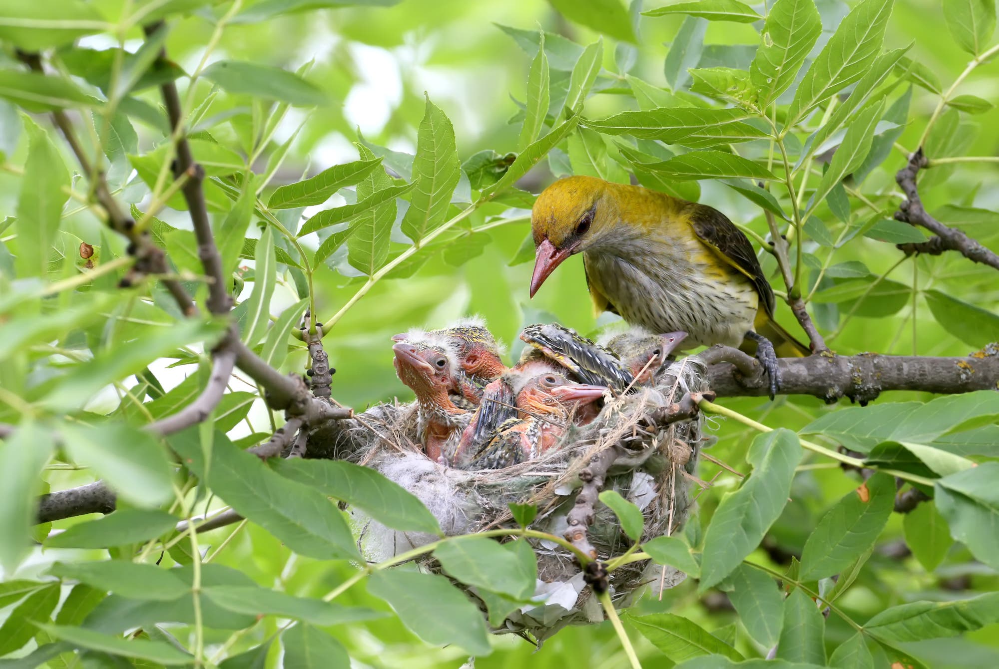 Pirolweibchen mit Nest