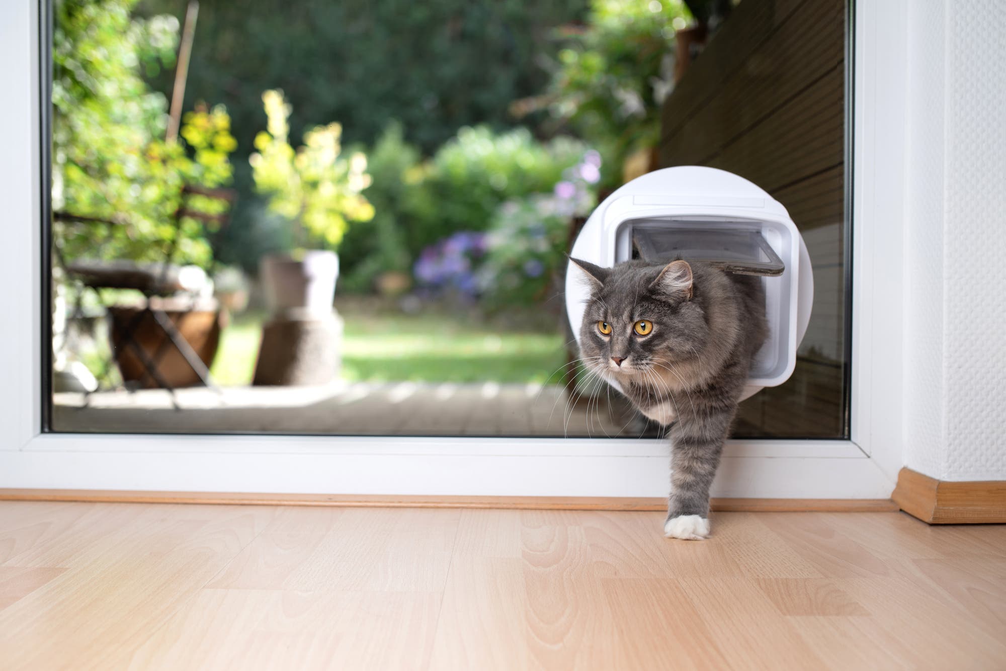Eine Katze kommt durch die Katzenklappe in der Gartentür ins Haus.