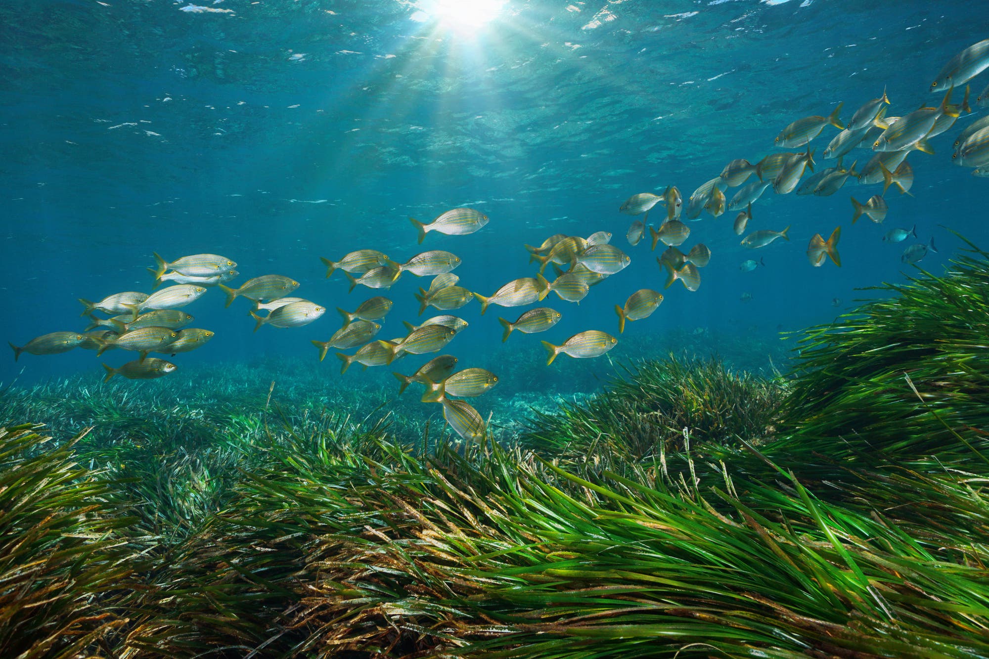 Ein Schwarm Fische zieht im blauen Meer über eine grüne Seegraswiese. Die Sonne strahlt durchs Wasser