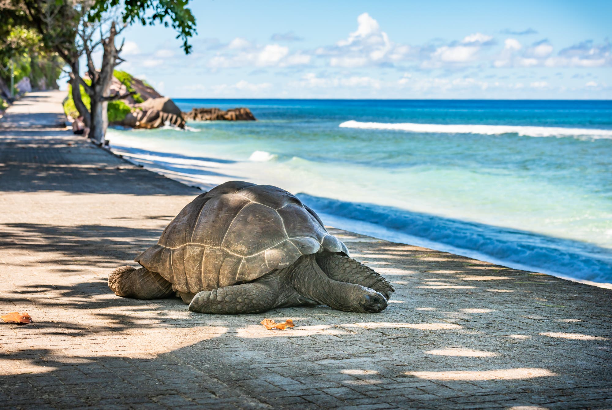 Aldabra-Riesenschildkröte auf der Seychelleninsel La Dique