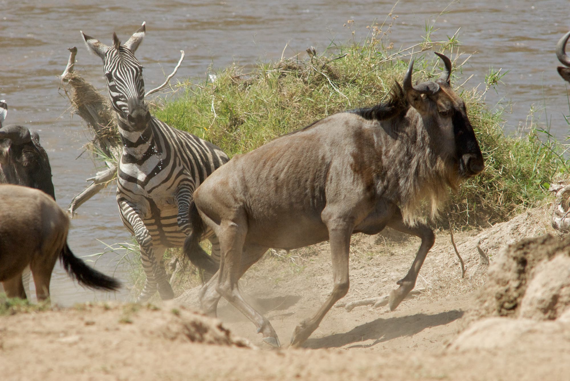 Zebras und Gnus bei der großen Wanderung