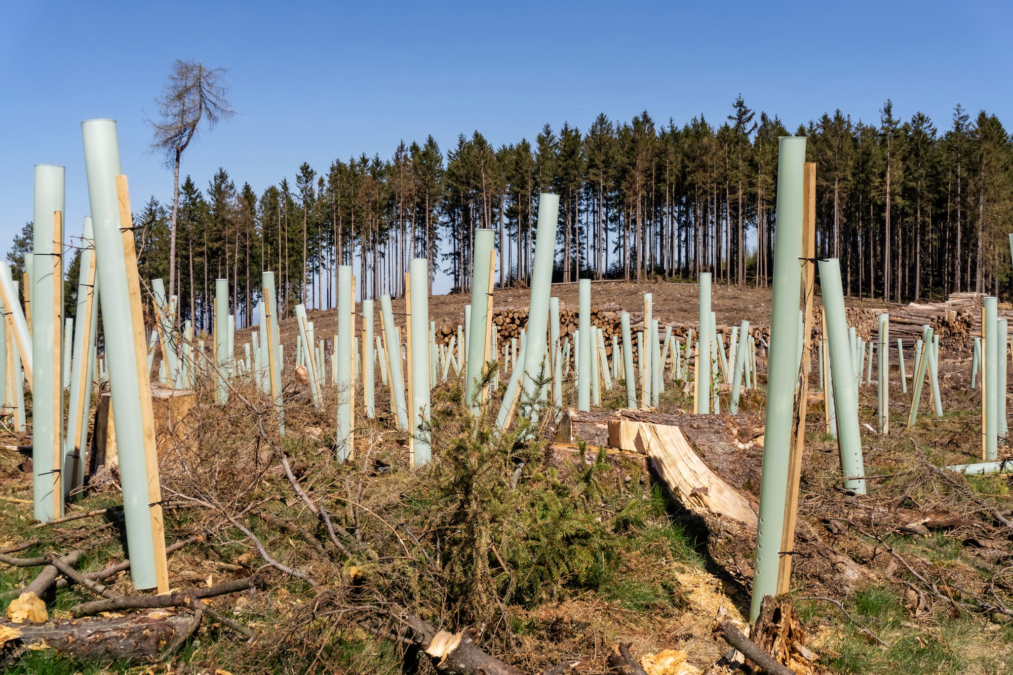 La muerte del abeto en Alemania: el árbol del pan muere de sed