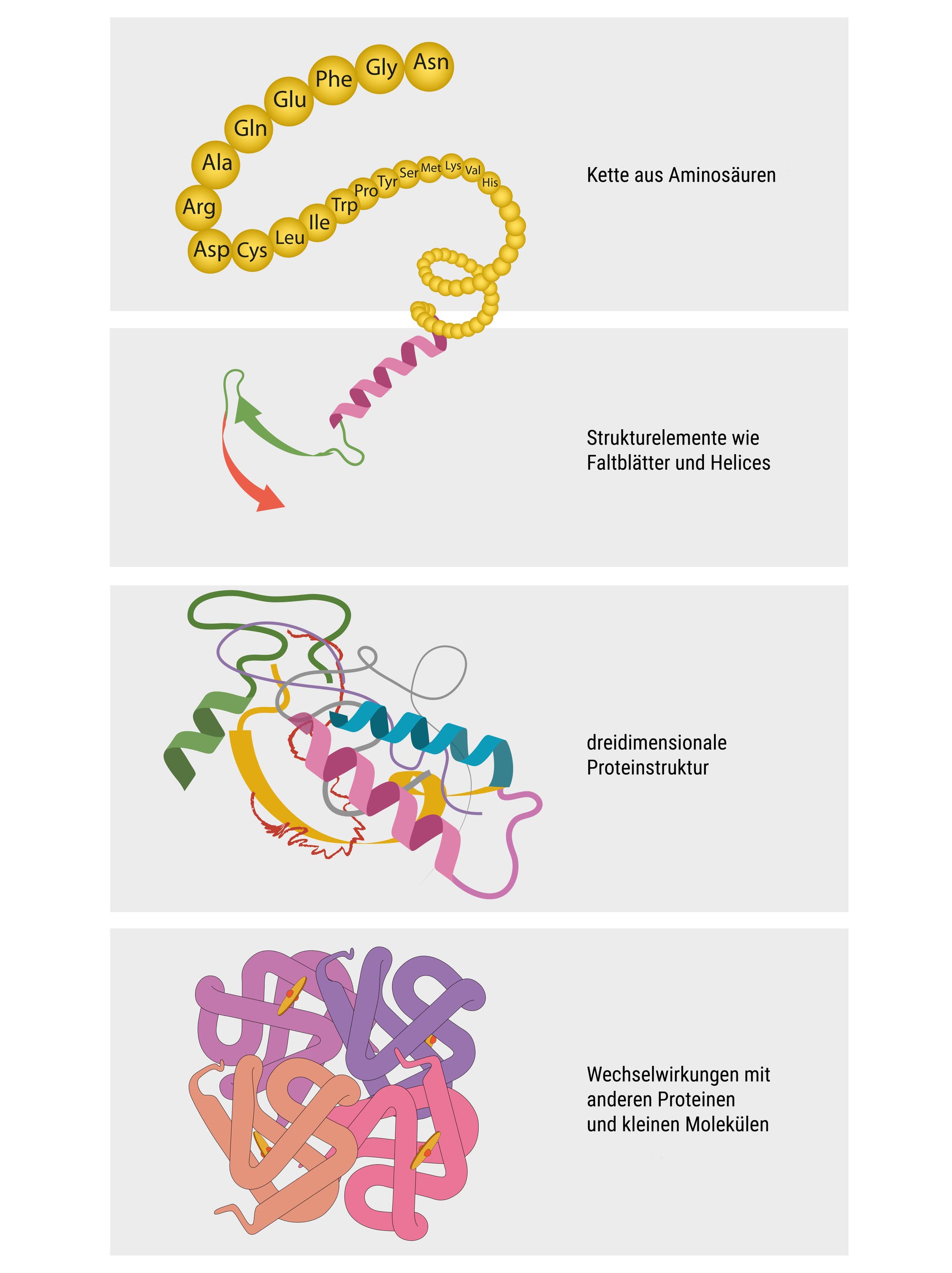 Die Skizze zeigt die vier Ebenen der Proteinstruktur von der Aminosäurekette über Strukturelemente und das fertige Protein bis zu den Wechselwirkungen mit anderen Molekülen. Testfrage für Fortgeschrittene: welchen Proteinkomplex zeigt das vierte Bild?
