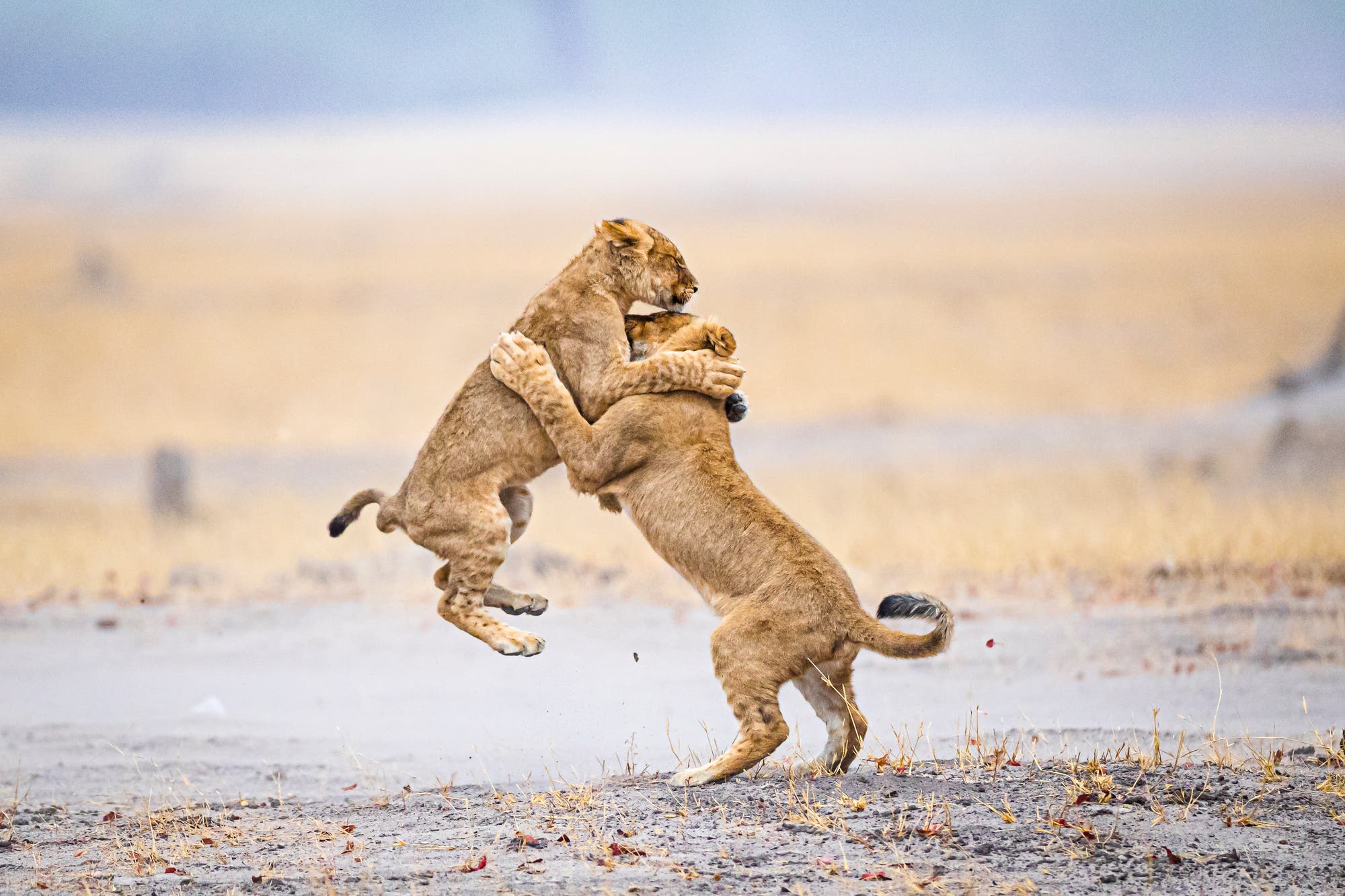 Zwei junge Löwen springen beim Spielkampf in die Luft