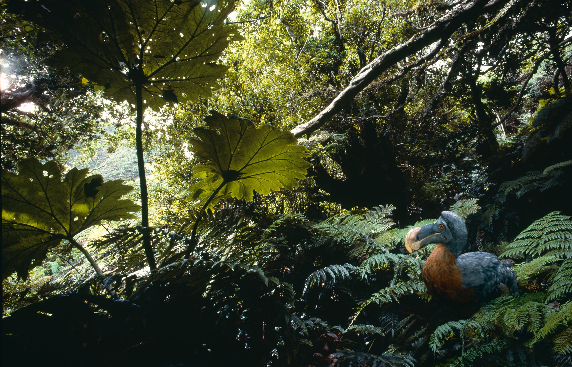 Illustration eines Dodos in seinem natürlichen Habitat