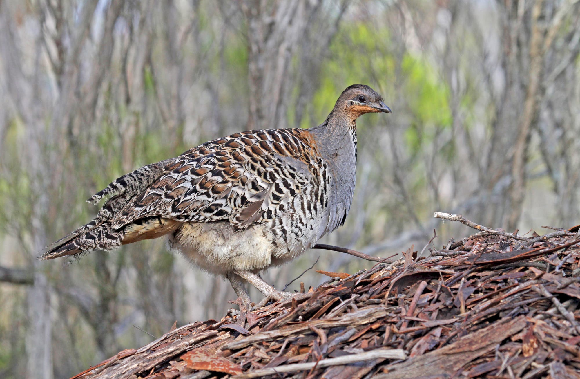 Ein hühnerähnlicher Vogel steht auf einem Hügel aus Stöcken.