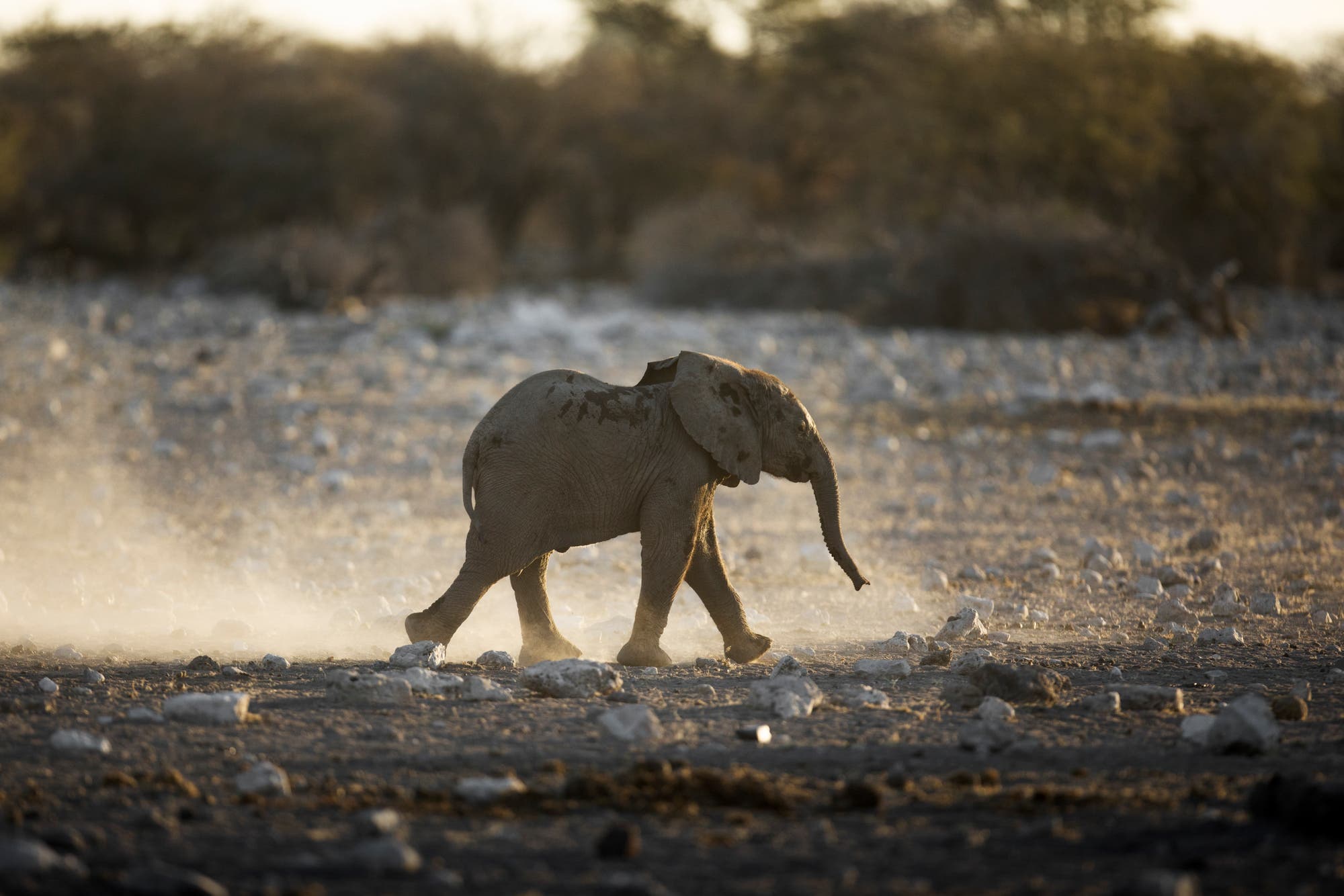 Ein Babyelefant läuft alleine durch die Savanne