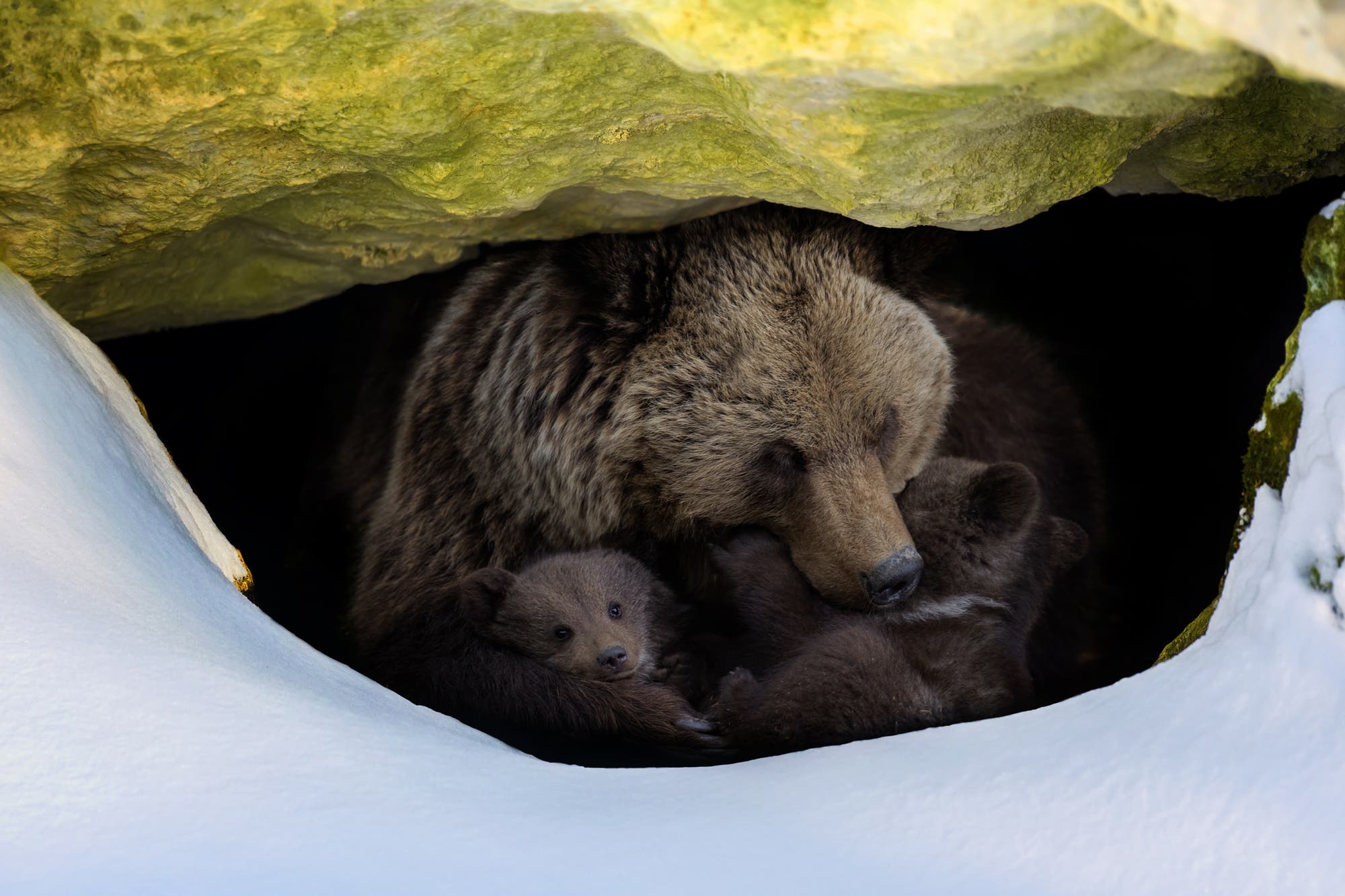 Braunbär mit Jungen in einer Höhle