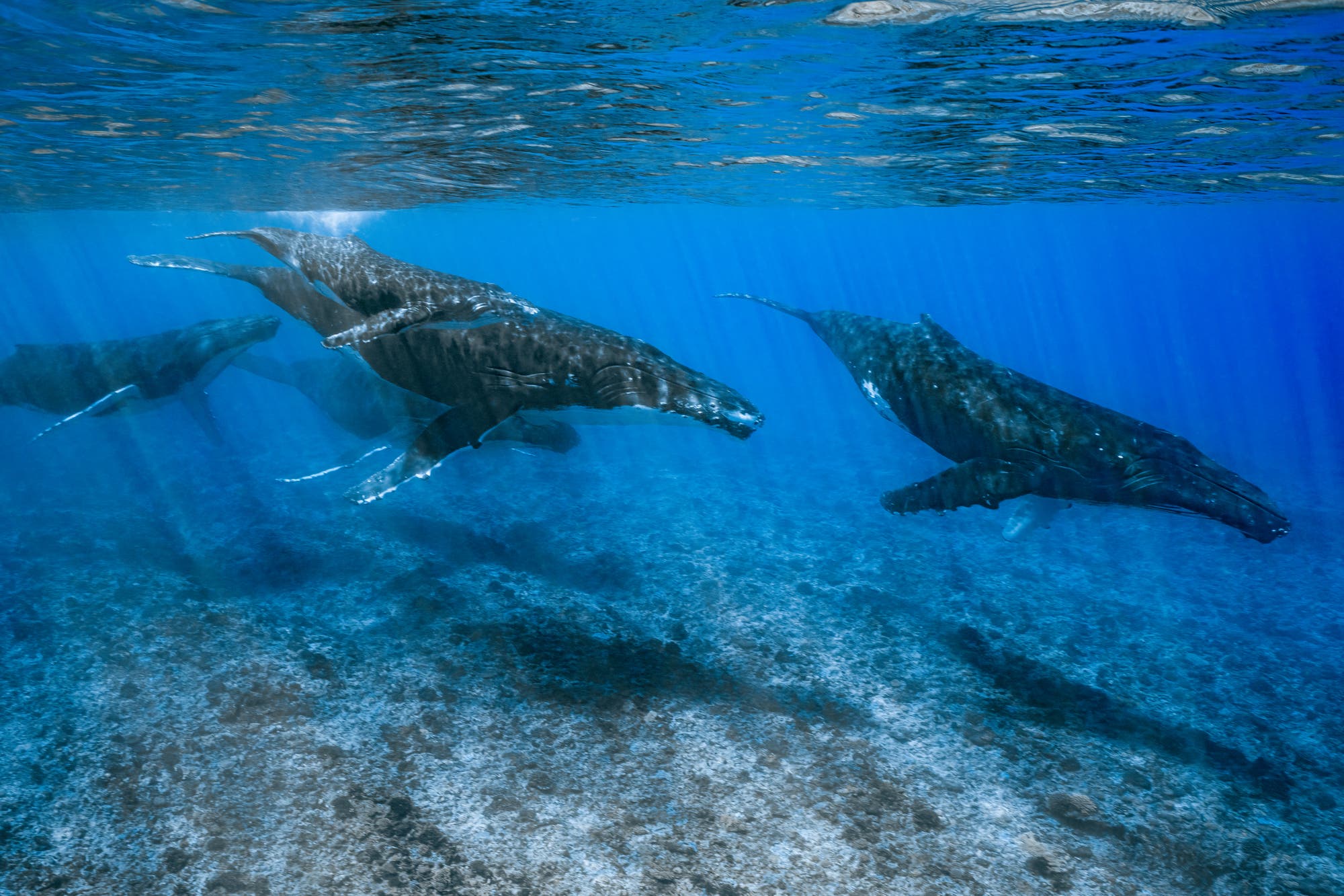 Buckelwale über einem Riff bei Tahiti