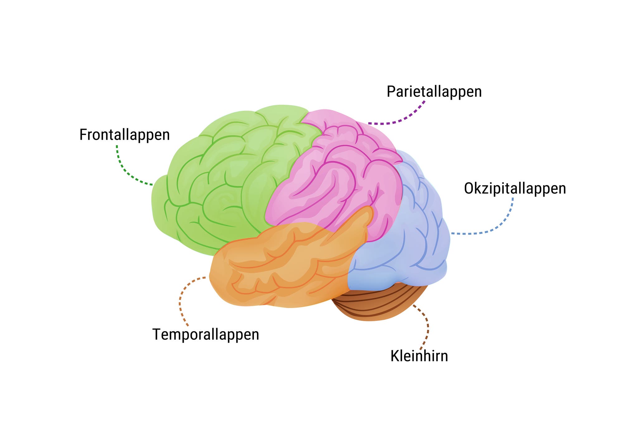 Illustration des Gehirns mit farbig gekennzeichneten Hirnlappen und Kleinhirn