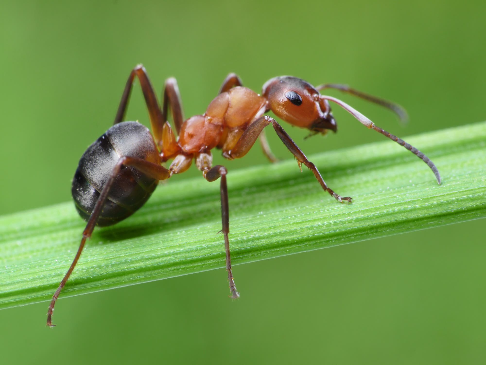 Ameisen haben immer magnetische Steinchen dabei