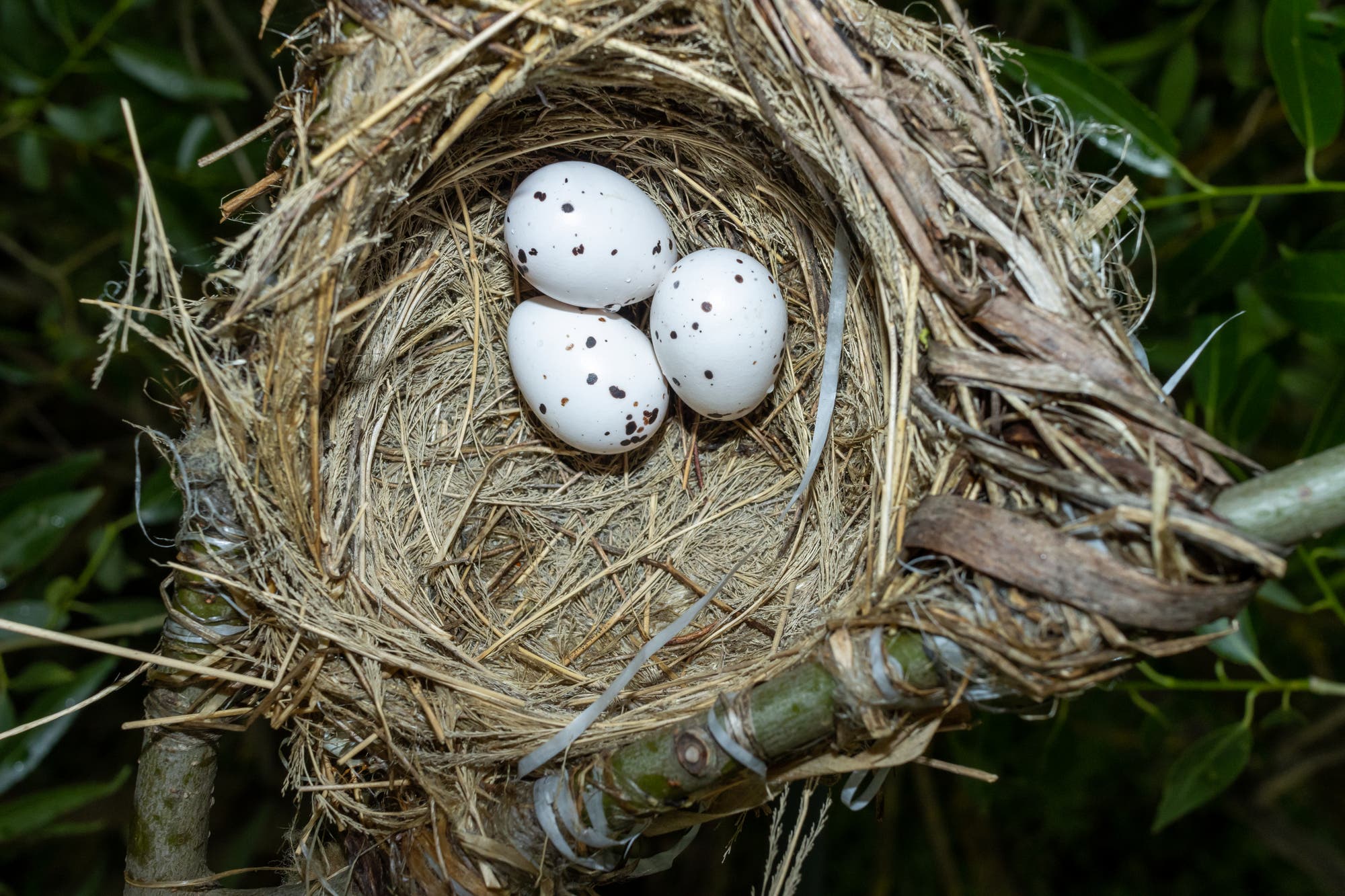 Ein Nest mit Eiern darin, das mit grauem Kunststoffband in einer Astgabel aufgehängt ist.