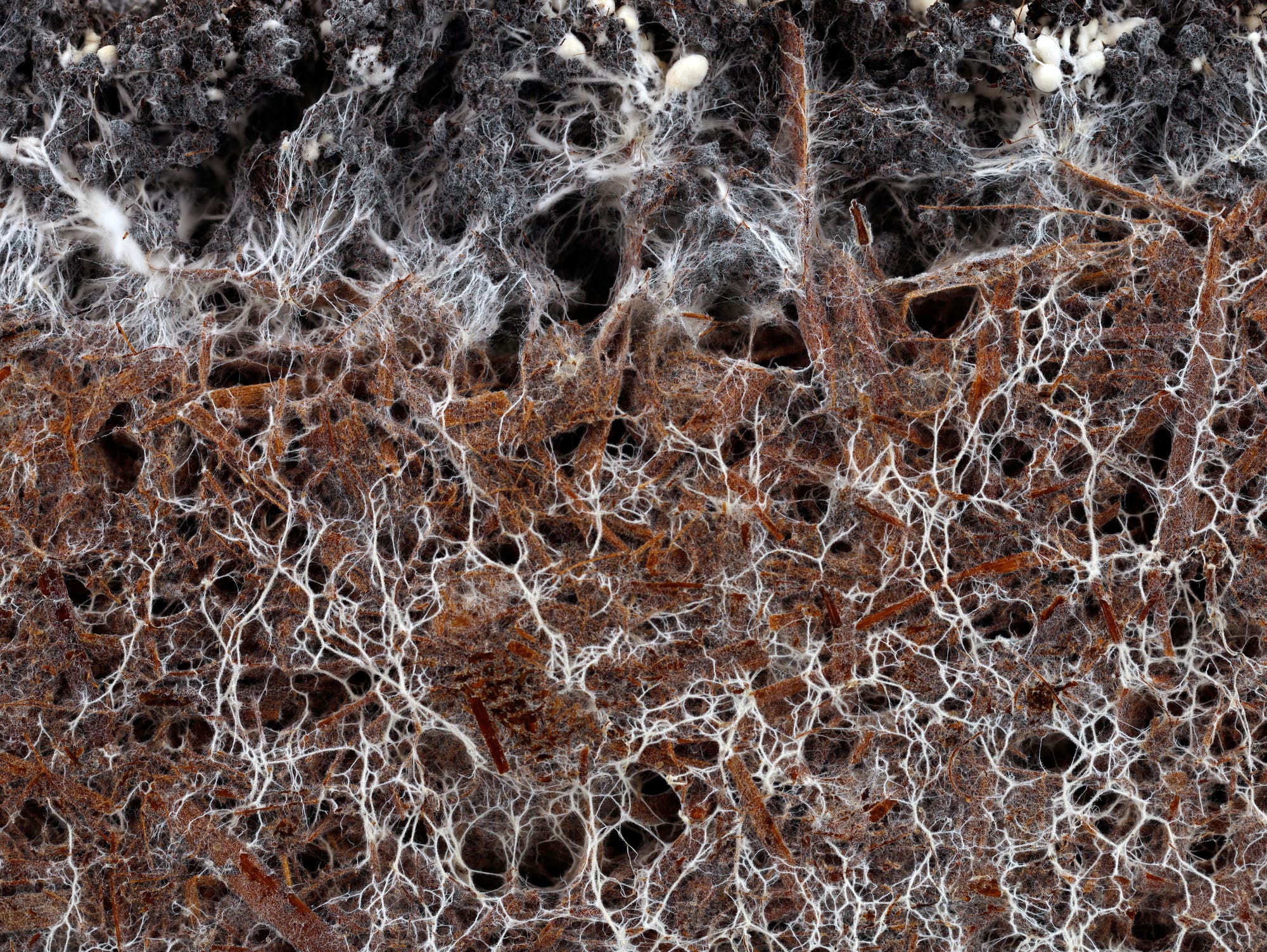 Pilzfäden durchziehen den Waldboden