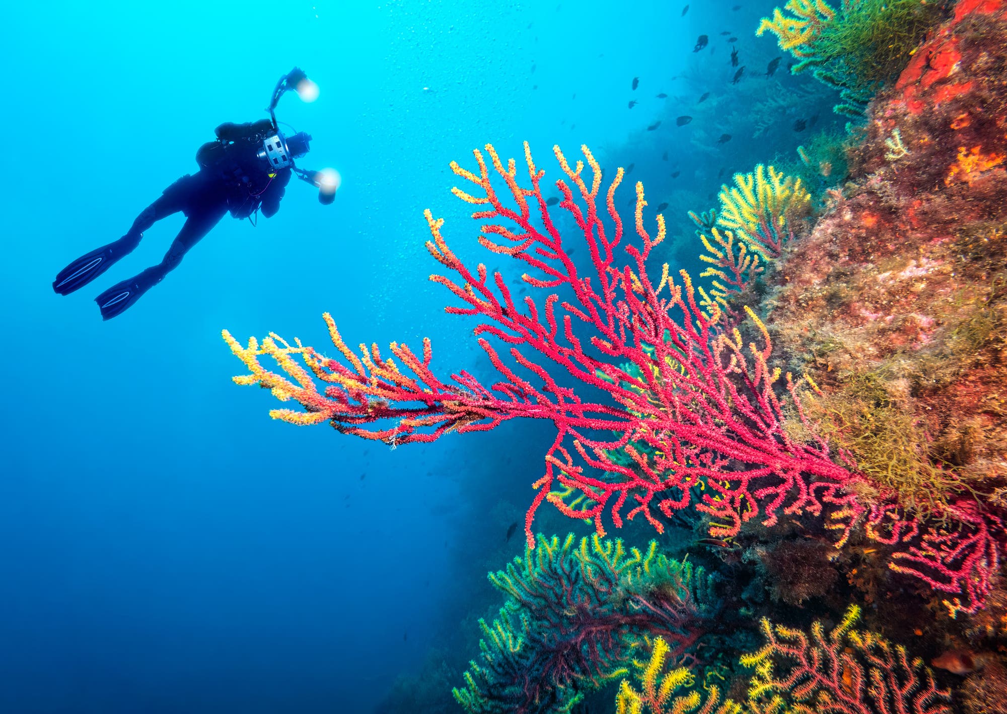 Taucherin in tiefblauem Wasser schwimmt entlang eines Koralleriffs. Künstliches Licht lässt die Korallen rot und gelb leuchten.